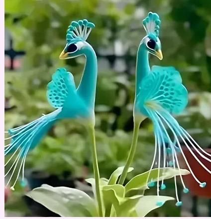 Vibrant Peacock Flower Seeds - Premium Quality Gardening Seeds (Pack of 1)